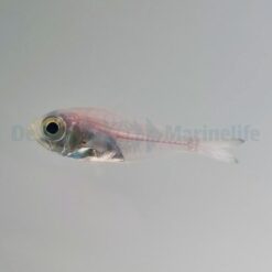 Parapriacanthus ransonneti | All sizes