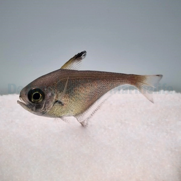 Pempheris spp. | S/M