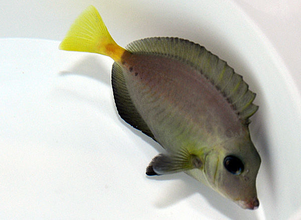 Prionurus chrysurus | S