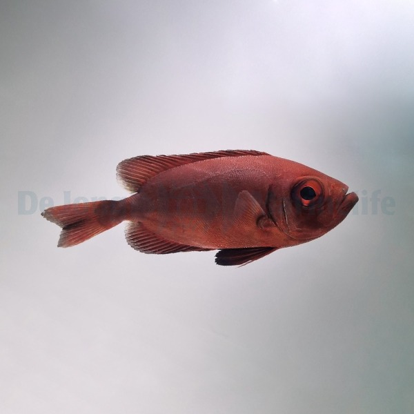 Priacanthus hamrur | M