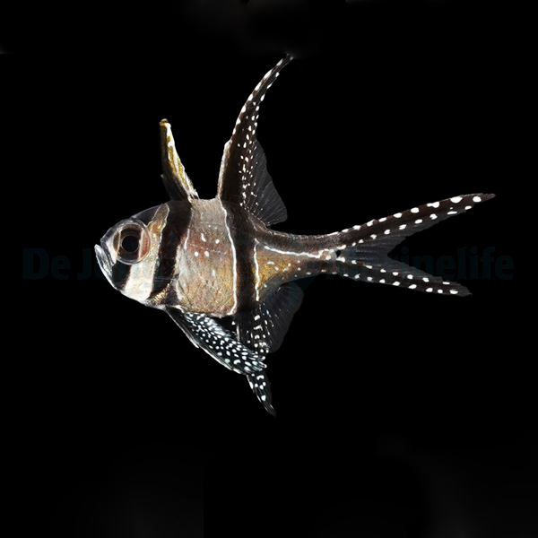 Pterapogon kauderni | S/M