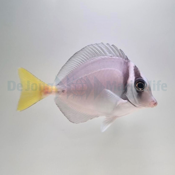 Prionurus laticlavius | L