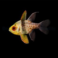 Sphaeramia nematoptera | All sizes