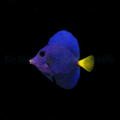 Zebrasoma xanthurum | M