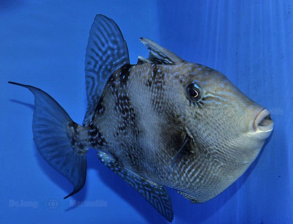 Balistes capriscus | S