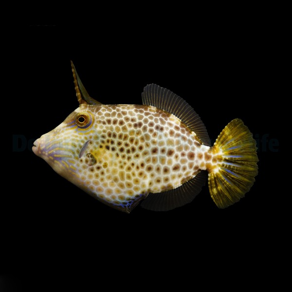 Cantherhines pardalis | All sizes