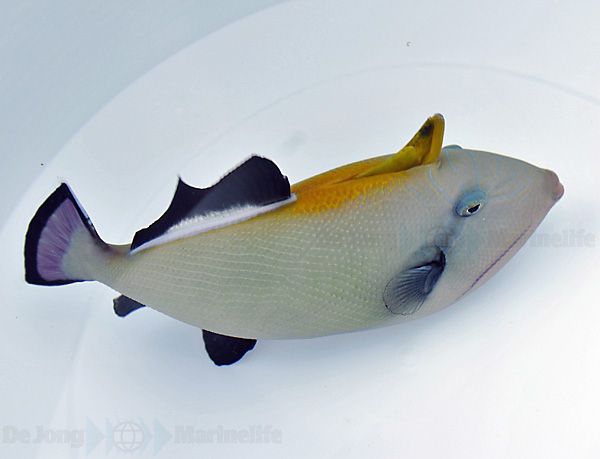 Melichthys indicus | L