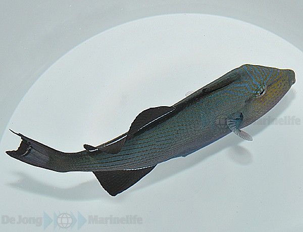 Melichthys niger | S