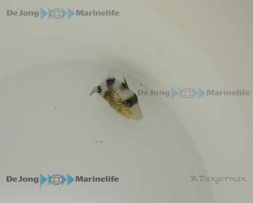 Pseudobalistes fuscus | L