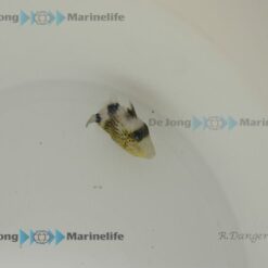 Pseudobalistes fuscus | XL