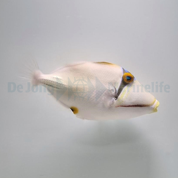 Rhinecanthus assasi | L