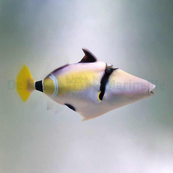 Rhinecanthus cinereus | All sizes