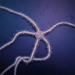 Ophiomastix annulosa | All sizes