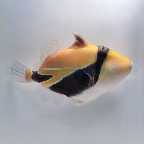 Rhinecanthus rectangulus | M