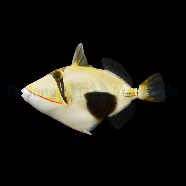 Rhinecanthus verrucosus | S