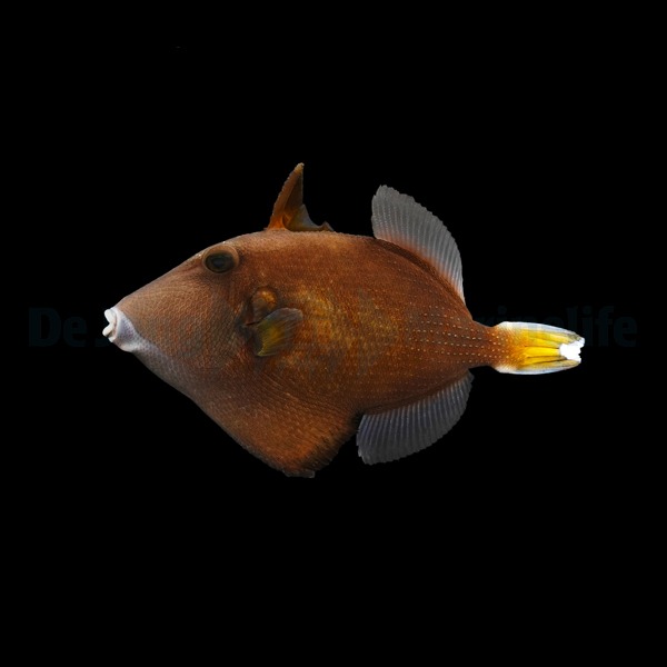 Sufflamen chrysopterum | S