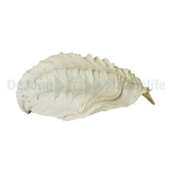 Tridacna-Clam S 23 x 18 x 8,5 cm