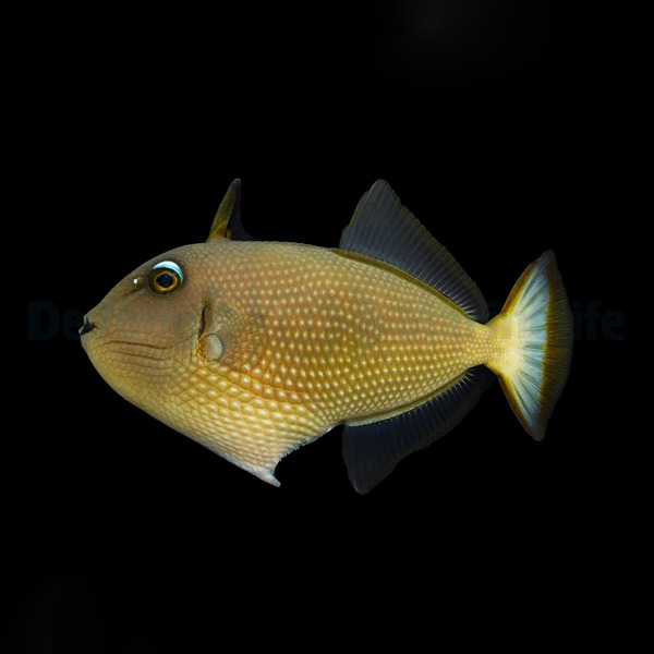 Xanthichthys auromarginatus (female) | M