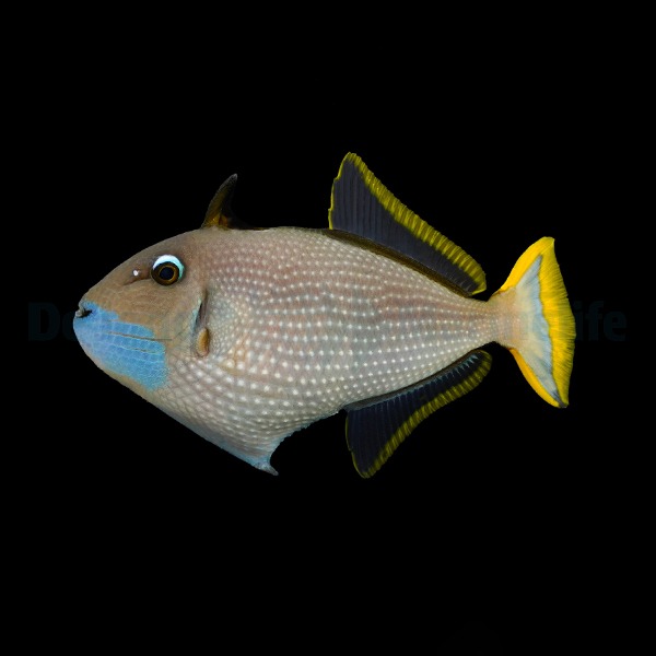 Xanthichthys auromarginatus (male) | M