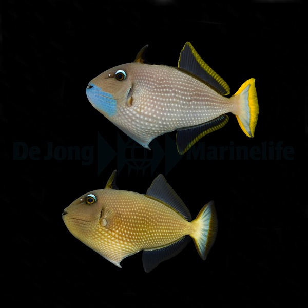 Xanthichthys auromarginatus (pair) | M/L