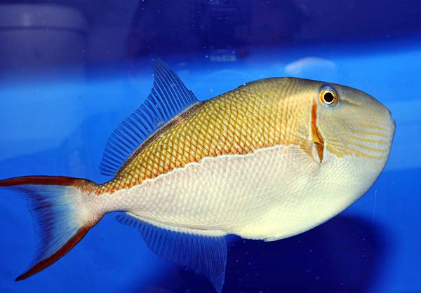 Xanthichthys caeruleolineatus | All sizes