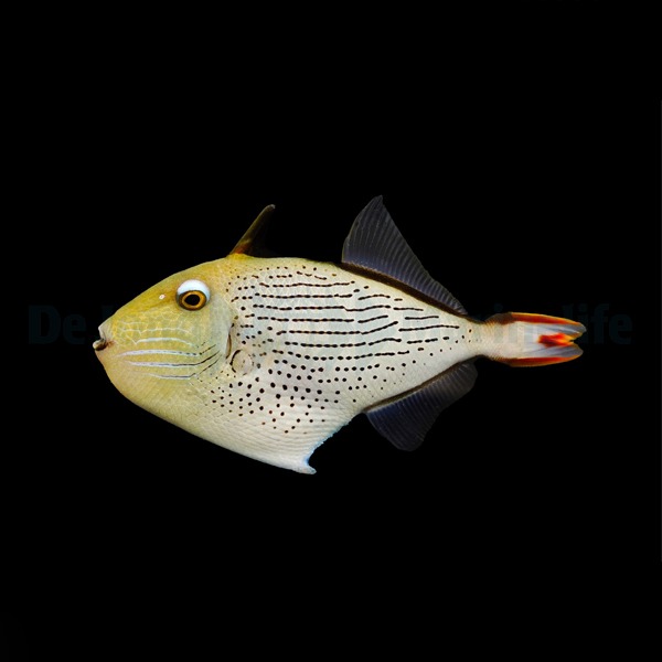 Xanthichthys lineopunctatus | All sizes