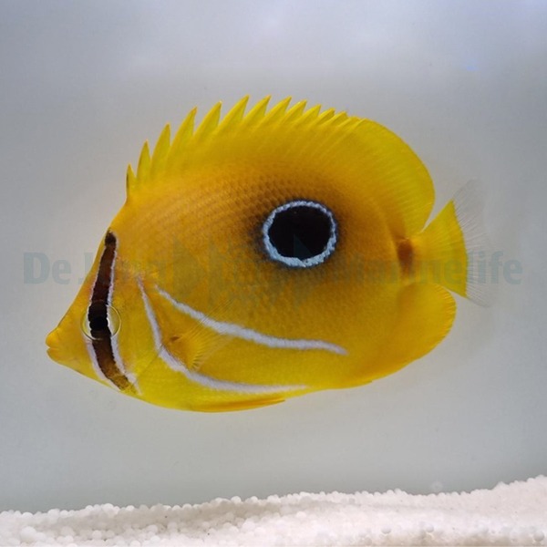 Chaetodon bennetti | S