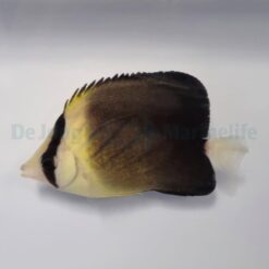Chaetodon Blackburnii | All sizes