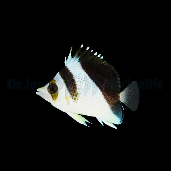 Chaetodon burgessi | S