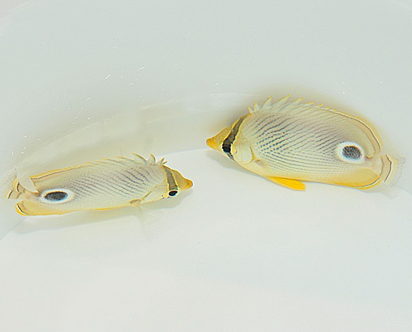 Chaetodon capistratus | S
