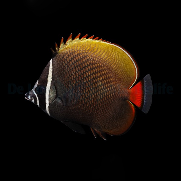 Chaetodon collare | S
