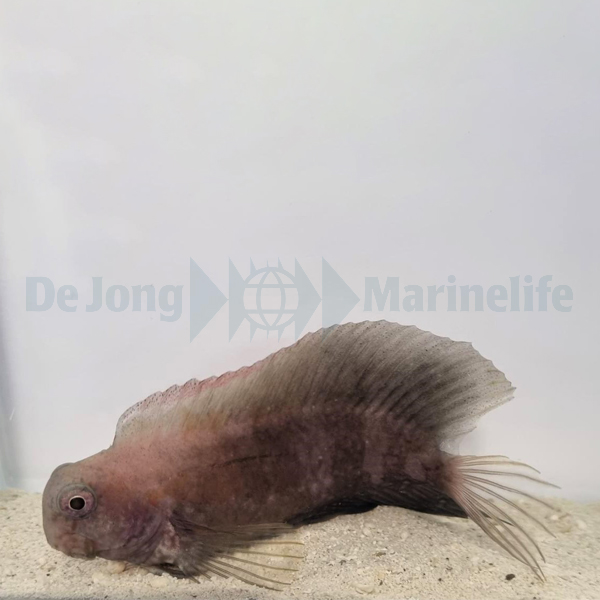 Atrosalarias hosokawai | S