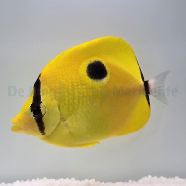 Chaetodon interruptus | S