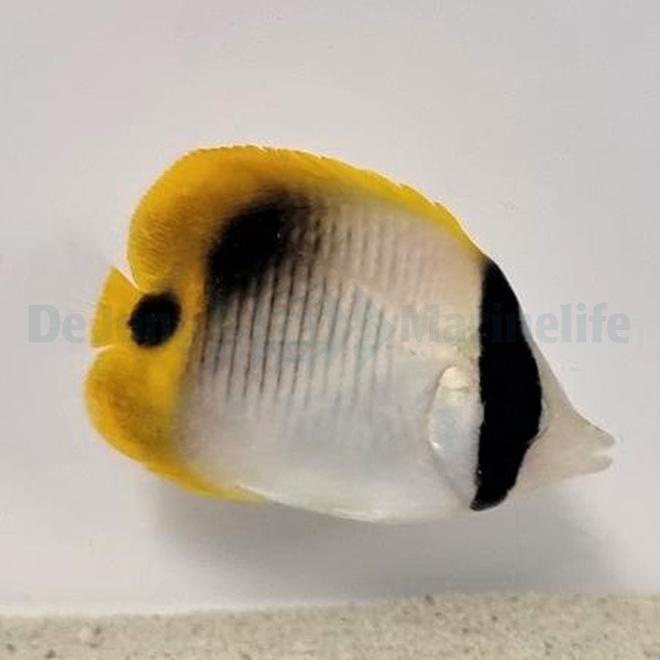 Chaetodon lineolatus | S