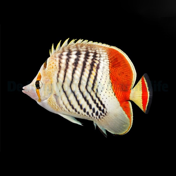Chaetodon paucifasciatus | S