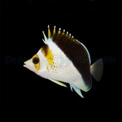 Chaetodon spp. (Hybrid - Backcross) | All sizes