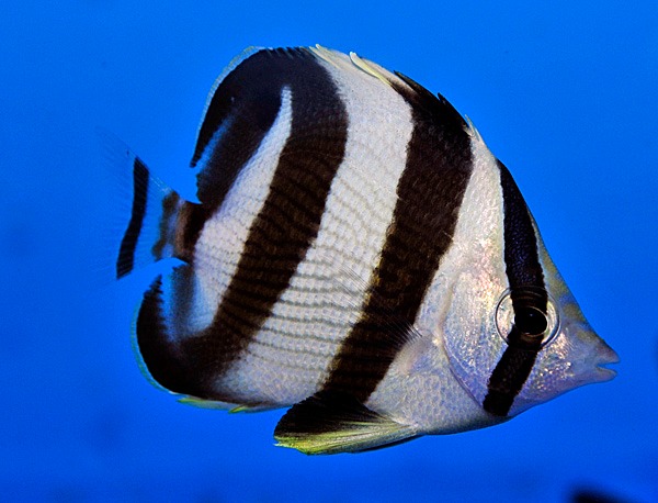 Chaetodon striatus | S