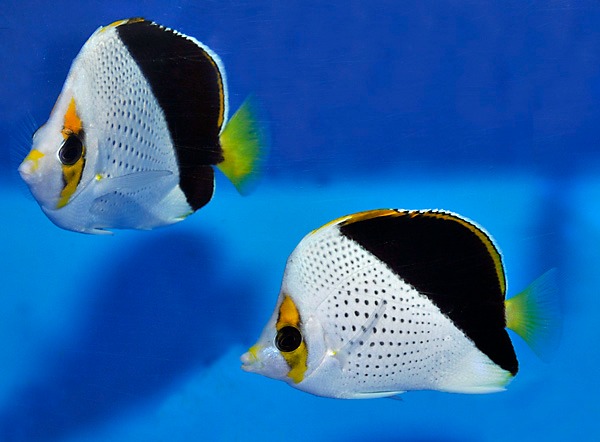 Chaetodon tinkeri (pair) | All sizes
