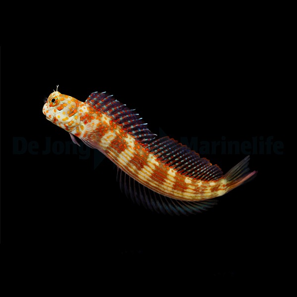 Blenniella chrysospilos | All sizes