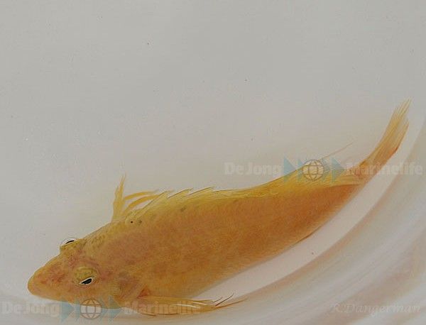 Cirrhitichthys aureus | All sizes