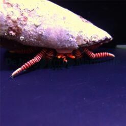 Ciliopagurus striatus | All sizes