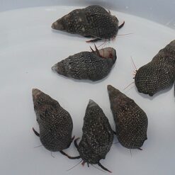 Clibanarius digueti | All sizes