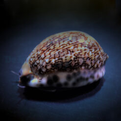 Cypraea eglantina | All sizes