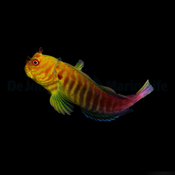 Cirripectes stigmaticus | All sizes