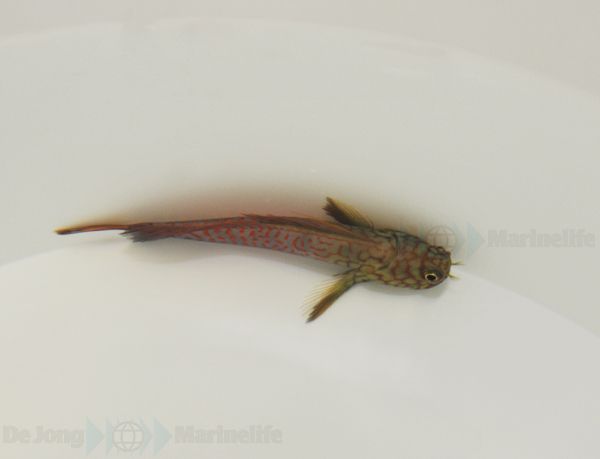 Cirripectes stigmaticus (Pacific) | All sizes