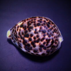 Cypraea tigris | All sizes