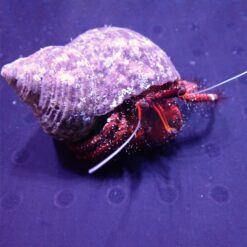 Dardanus megistos | All sizes