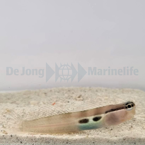 Ecsenius bimaculatus | All sizes