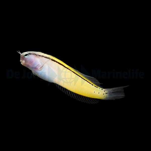 Ecsenius gravieri | All sizes