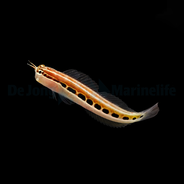 Ecsenius lineatus | All sizes